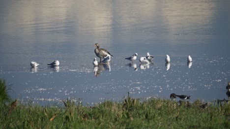 several species of birds standing in shallow water preening their feathers