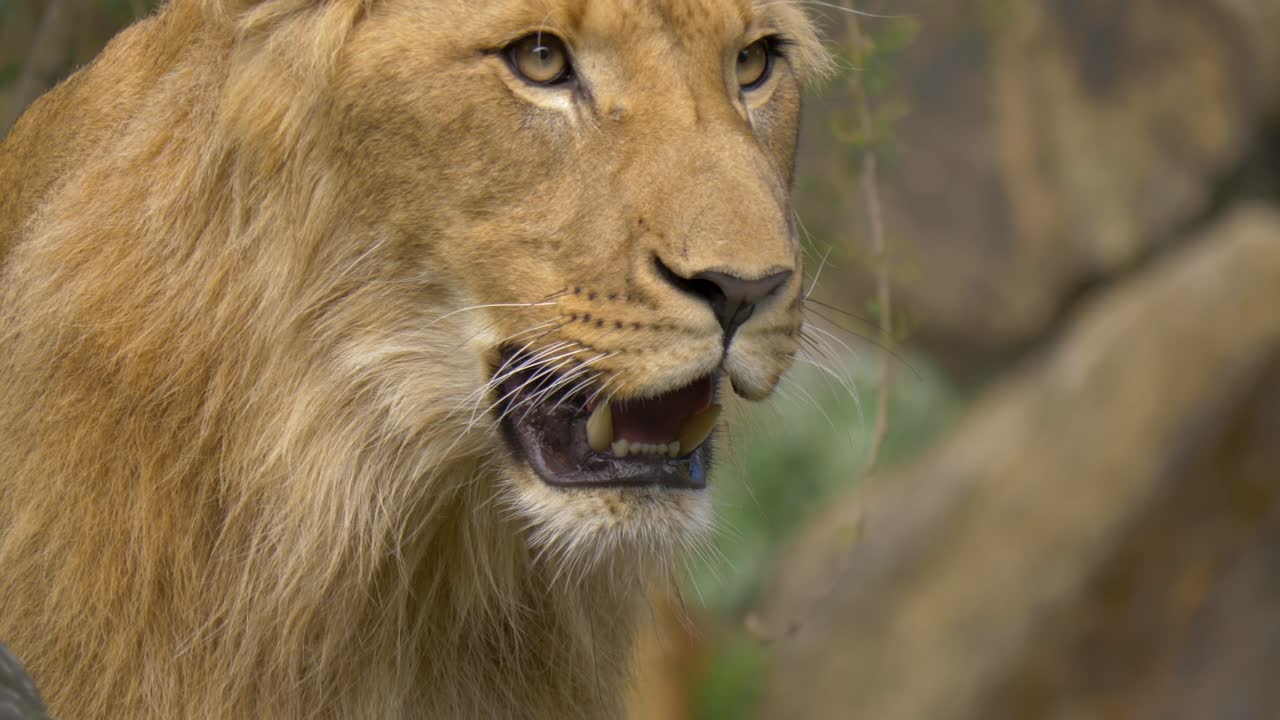 retrato aislado de un león joven que respira pesadamente