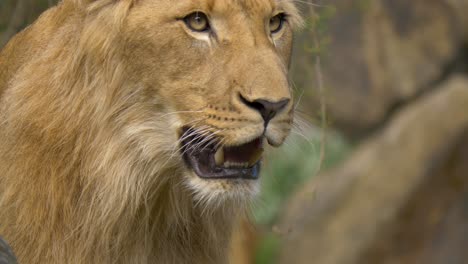 isolated portrait of a young lion breathing heavily