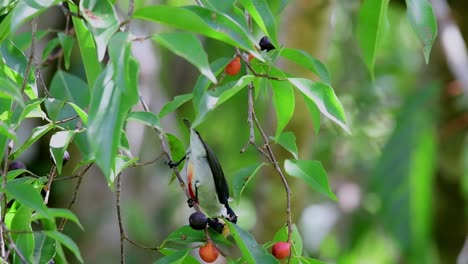 紅<unk>花<unk> (dicaeum austral) 紅色<unk>樹