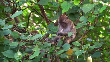 juvenile long-tailed macaque sitting on treetop in its natural habitat, wondering around the surroundings, close up shot