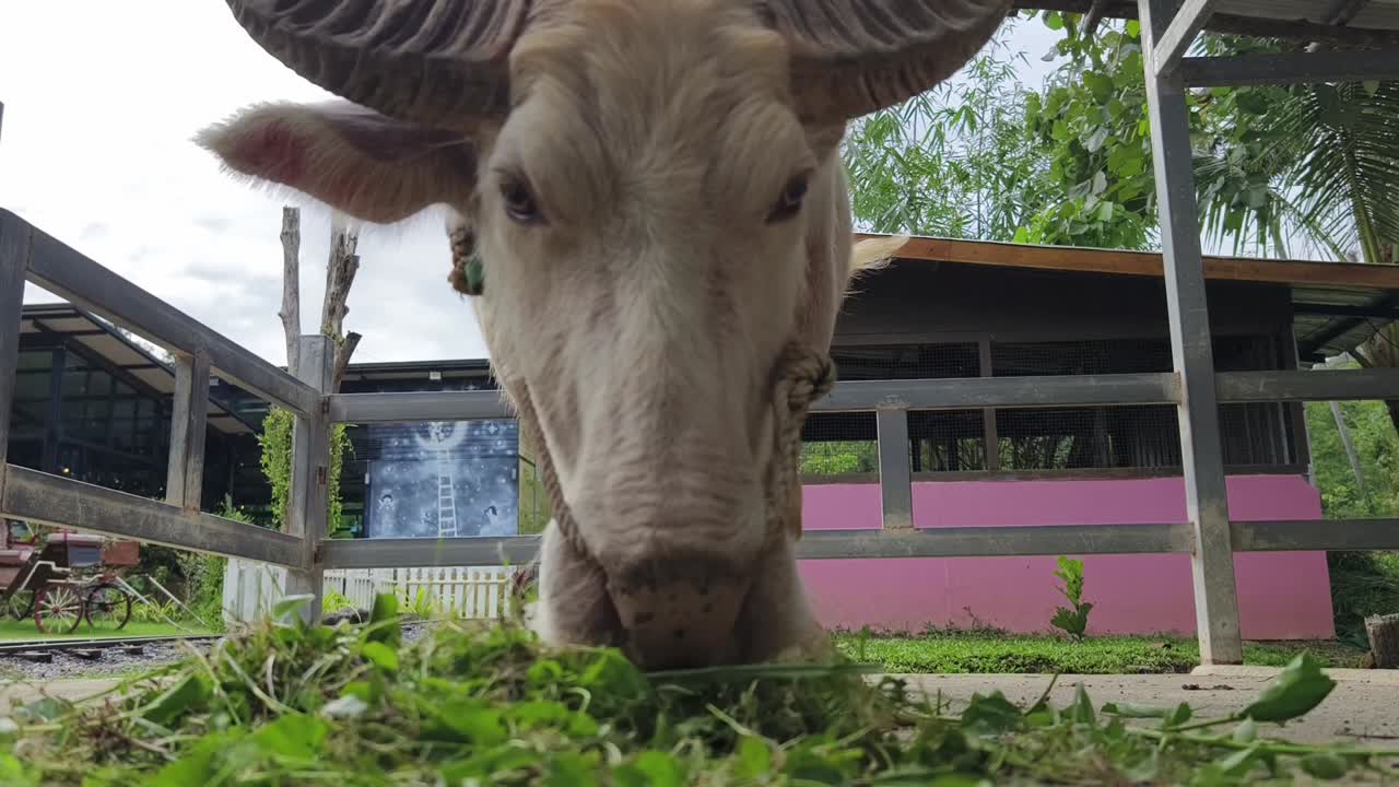 물 버팔로 (white water buffalo) 는 풀을 먹는다.