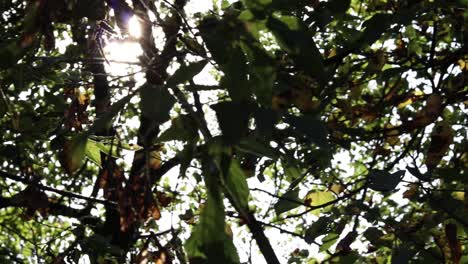 Sun-glimmering-through-the-green-leaves-and-trees