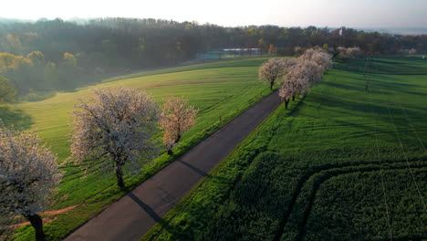 Aerial-view-of-the-alley-of-cherry-trees