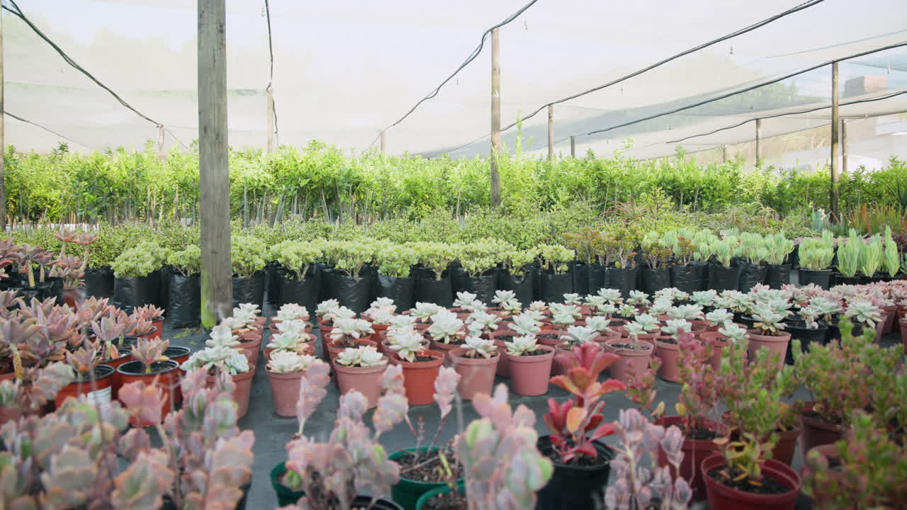 Lush green plants and colorful succulents thriving in vibrant greenhouse nursery