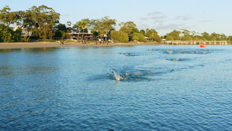 athlete swimmer leading open water swim race, 4k aerial drone, australia