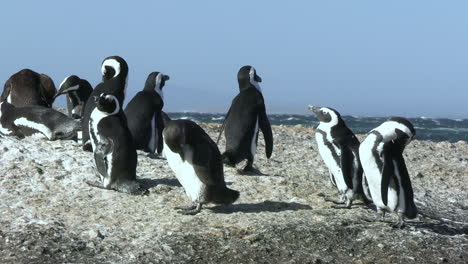 Colonia-De-Pingüinos-Africanos-Tomando-El-Sol-En-Una-Roca