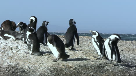 colonia de pingüinos africanos tomando el sol en una roca