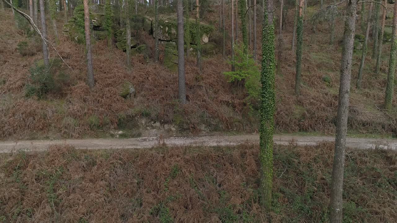 otoño en el bosque. fondo de la naturaleza