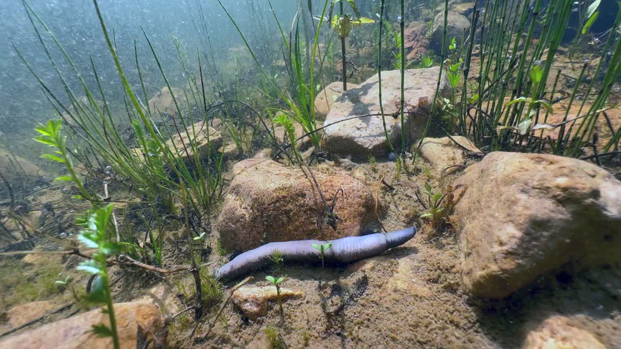 Dead Horse leech (Haemopis sanguisuga) at the bottom of a shallow pond, Estonia