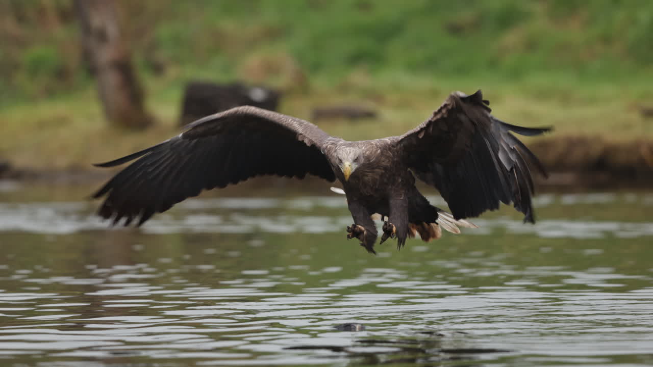 морской орел приземляется на воду