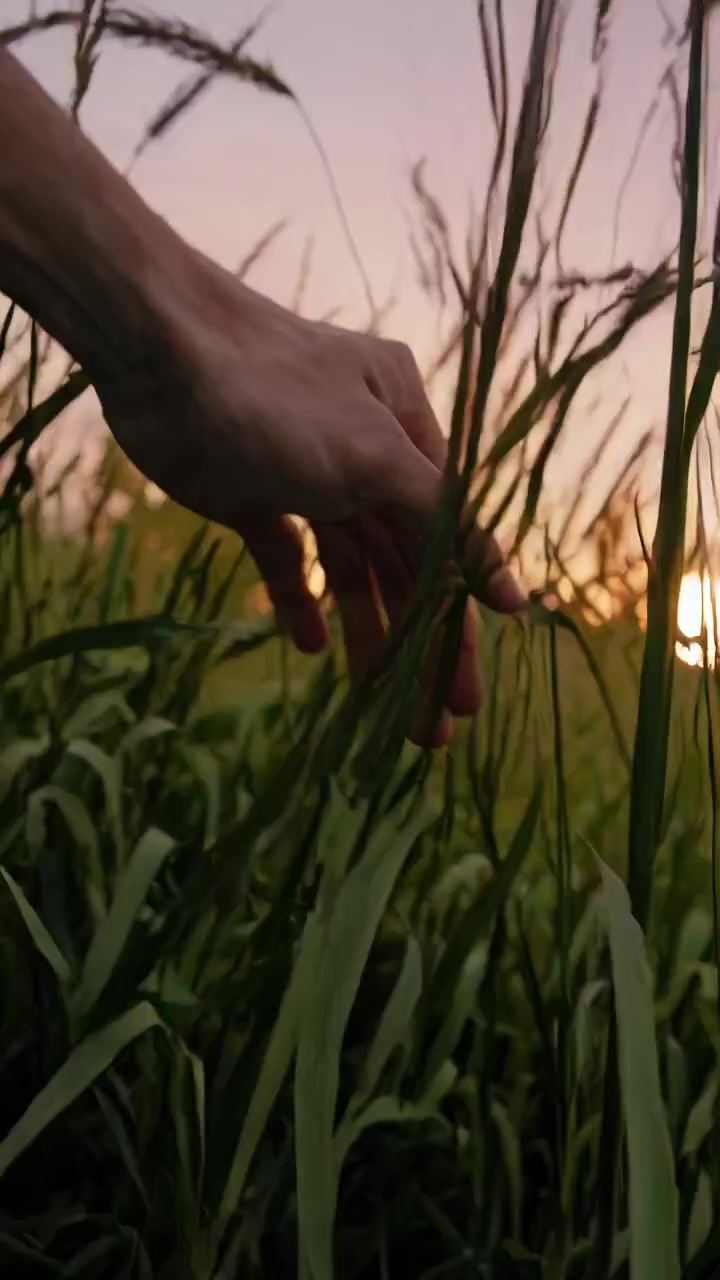 Mão Tocando Grama Alta em um Campo ao Pôr do Sol