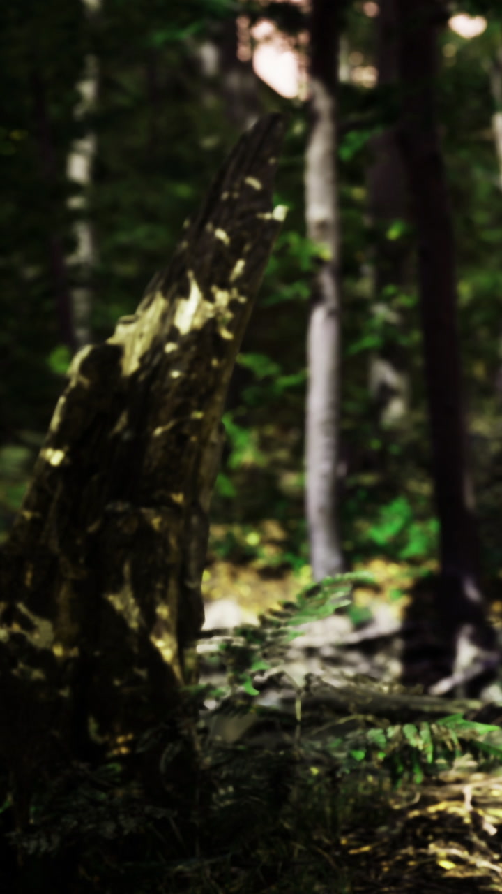 Tall tree stump in a dense forest during daylight hours in spring