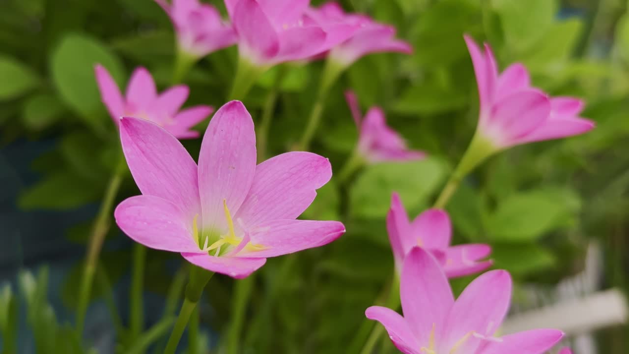 A cluster of vibrant pink rain lilies also known as Zephyranthes rosea or carinata in bloom, with their delicate, funnel-shaped petals open wide, revealing faint white throats and yellow stamens