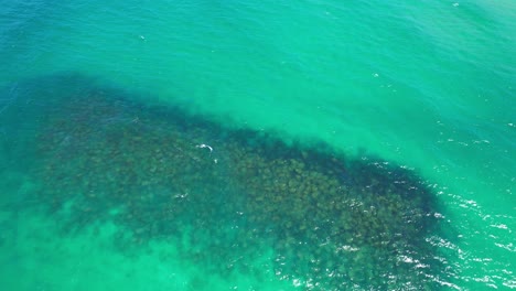 reef to pan up of palm beach - gold coast - queensland qld - australia - drone shot