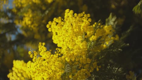 blooming yellow buds on tree in forestry area, close up handheld view