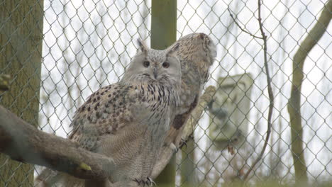 Uhu-Sitzt-Auf-Ast-Und-Blickt-In-Kleinen-Vogelkäfig-In-Die-Kamera