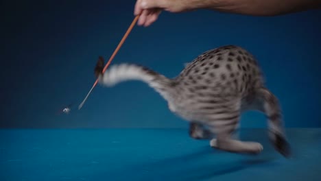 playful egyptian mau kitten