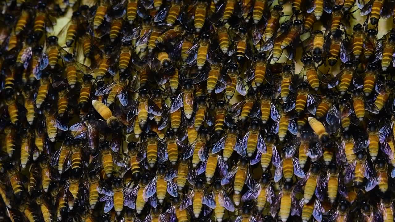 se sabe que las abejas melíferas gigantes construyen grandes colonias de nidos con bolsillos simétricos hechos de cera para almacenar miel como fuente de alimento.