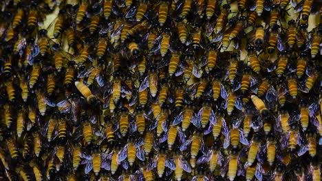 Se-Sabe-Que-Las-Abejas-Melíferas-Gigantes-Construyen-Grandes-Colonias-De-Nidos-Con-Bolsillos-Simétricos-Hechos-De-Cera-Para-Almacenar-Miel-Como-Fuente-De-Alimento.