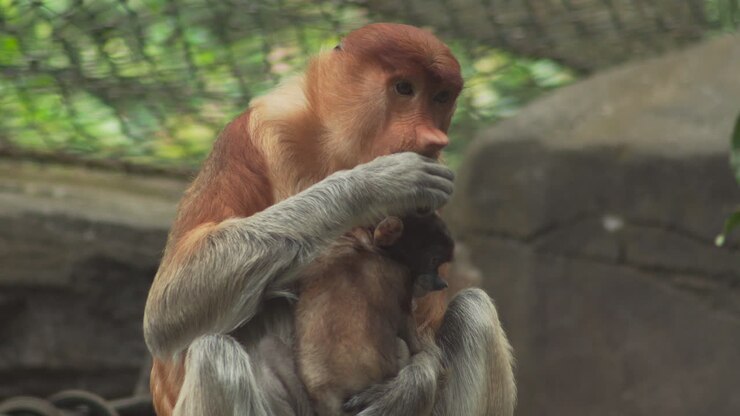 Detail of female Proboscis monkey eating with its cub