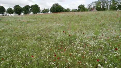 Picturesque-wildflower-fields-In-Mirow,-Germany,-Europe