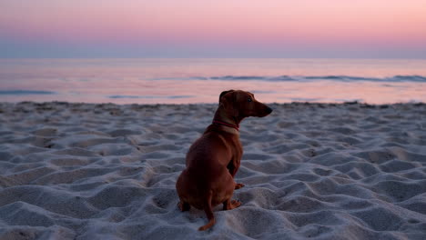 dachshund at sunset beach