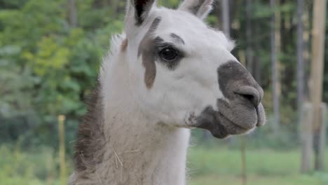 cabeza de primer plano de un lama marrón y blanco mirando curiosamente alrededor en la naturaleza