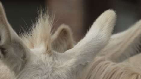 slow motion close-up of the ears and mane of a white donkey - in 4k