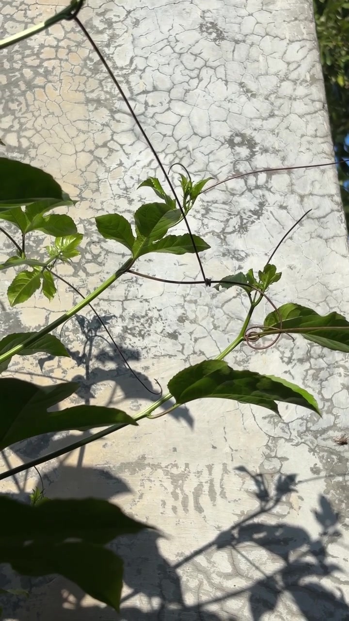 Vite di frutto della passione verde che cresce contro un muro di cemento strutturato