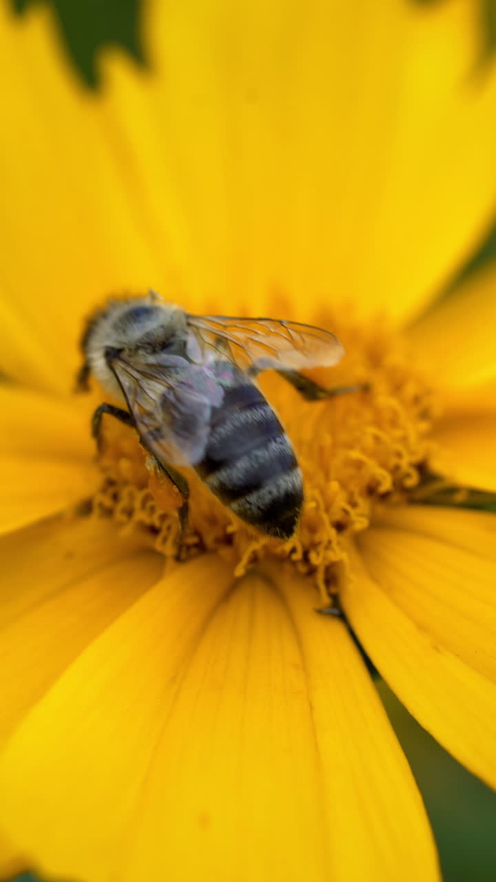 Bee pollinates a flower yellow daisy. Flowers and gardens Vertical video