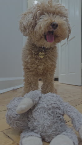 adorable toy poodle dog indoors relaxing in vertical