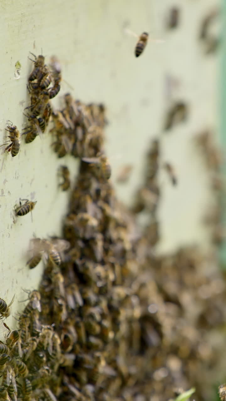 Swarm of bees near the entrance of a hive. Bees stuck to a wooden beehive. Many honey bees flying and crawling near the hive. Close-up. Vertical video