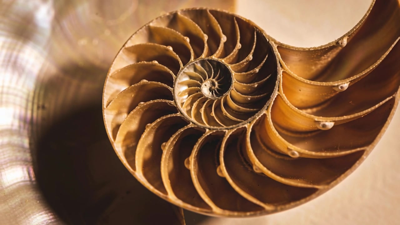 Pulling back camera revealing cut nautilus shell on beige surface, showing spiral with metal bowl