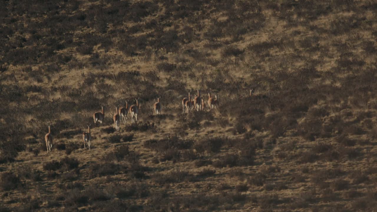 manada de guanacos huyendo a la luz de la mañana