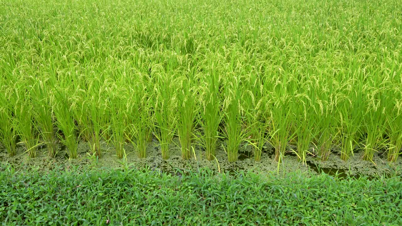 풍부한 논, 아름다운 푸른 잔디, 농부에게는 수확의 날이 될 것입니다