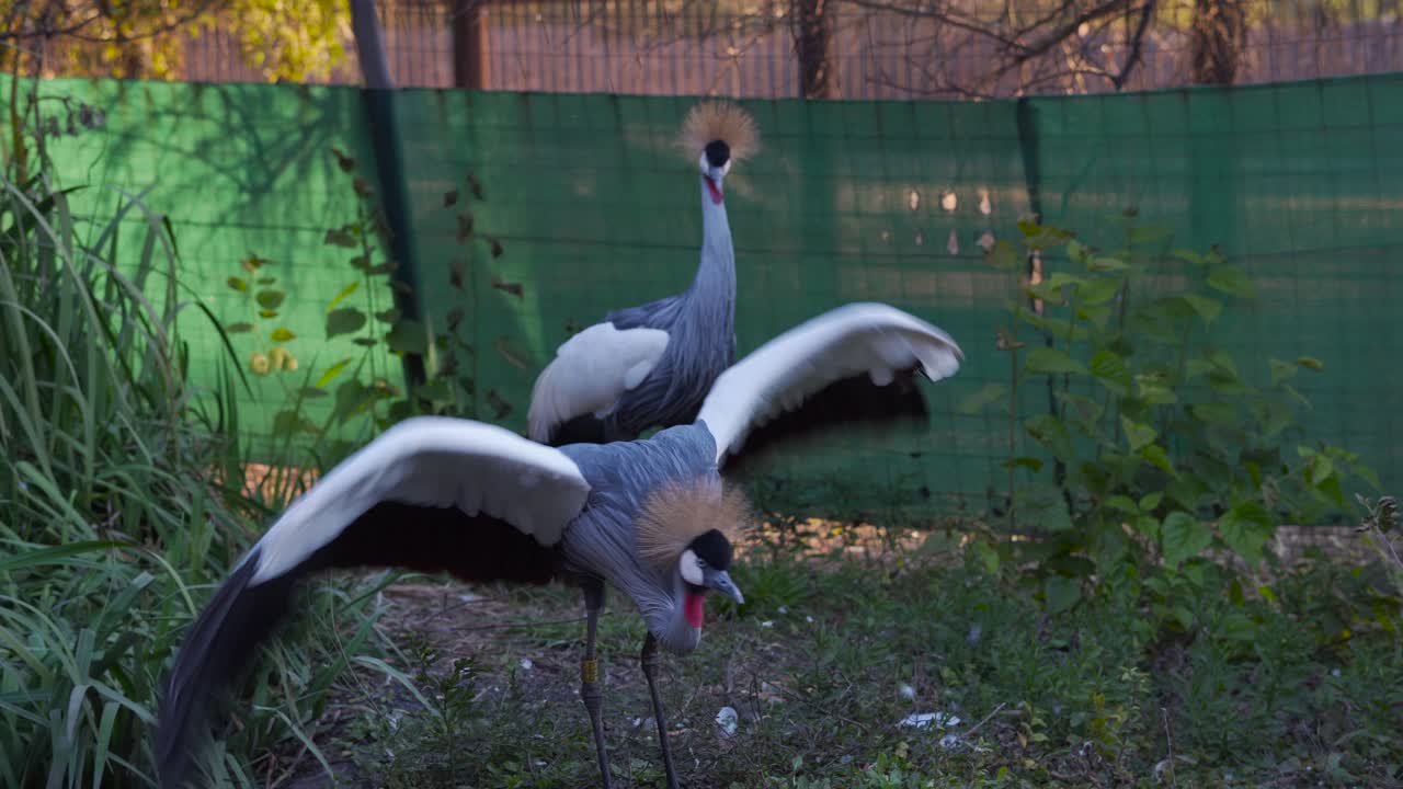 un par de grullas coronadas de gris en un recinto pavoneándose, aleteando y saltando una a la otra