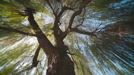 Look-up-through-the-crown-of-the-tall-weeping-willow-tree-as-sun-rays-pierce-through-the-long-slender-branches