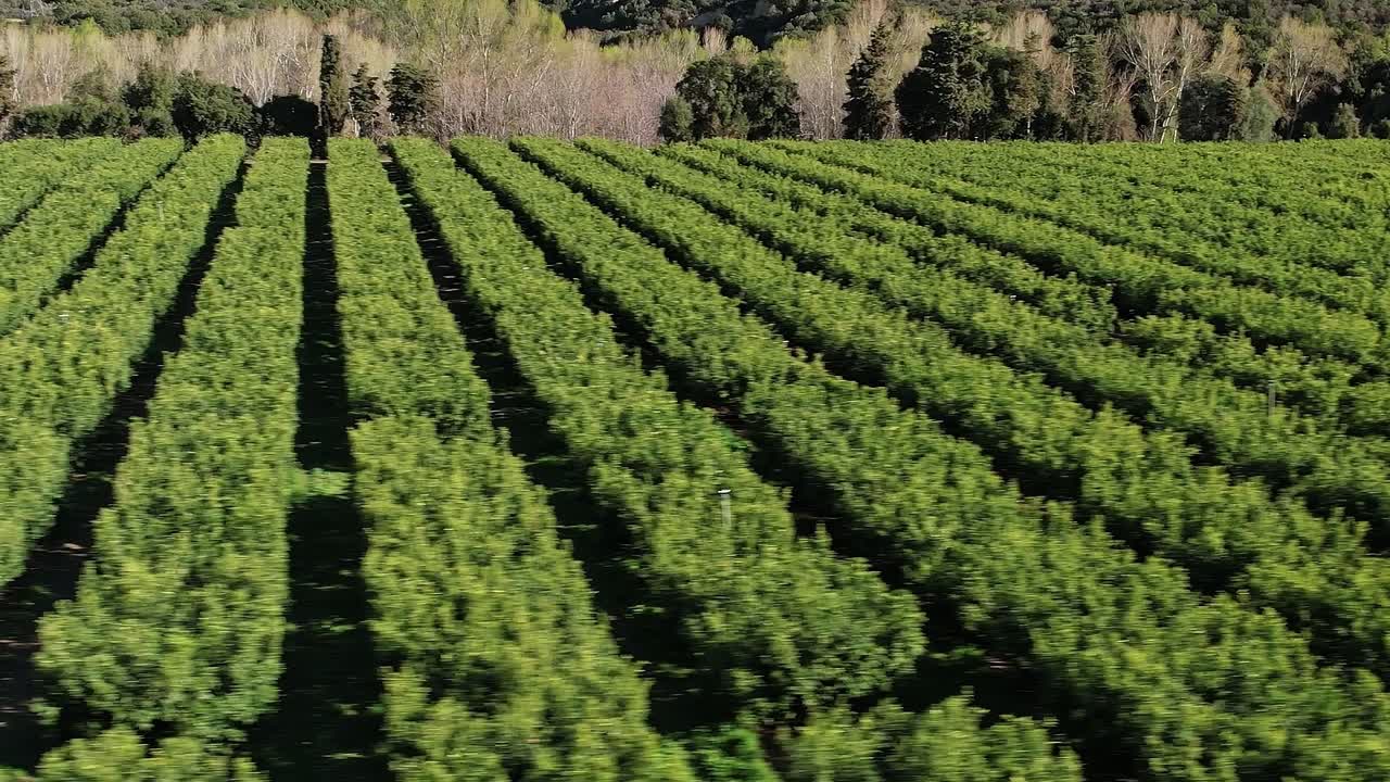 Grønne jorder på Korsika viser rader med planter i sollys om dagen