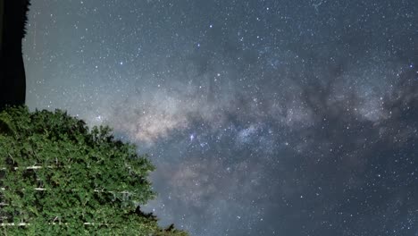 vía láctea sobre un bosque de árboles - deslizamiento de lapso de tiempo vertical