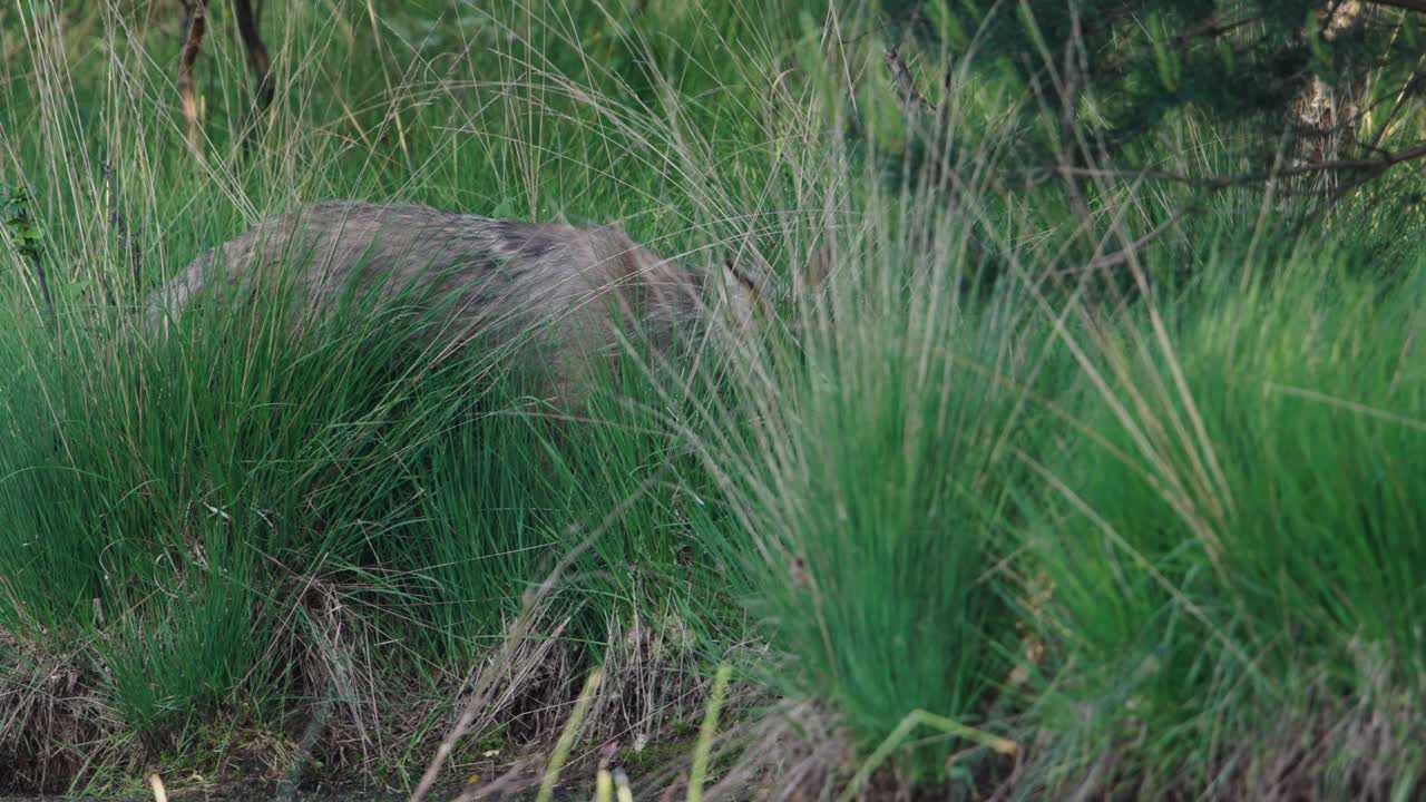 jabalí escondido en la hierba