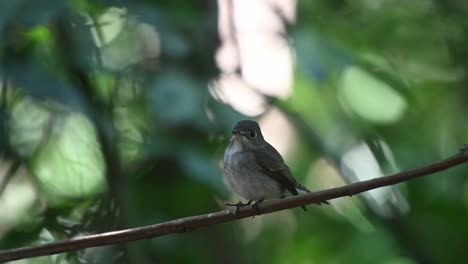 Dunkelseitenschnäpper,-Muscicapa-Sibirica-Windiger-Wald-Als-Dieser-Vogel-Auf-Einer-Ranke-Sitzend-Gesehen-Wird,-Schaut-Er-Sich-Um-Und-Hebt-Dann-In-Chonburi,-Thailand-Ab