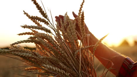hand of unrecognized person is holding a bunch of ripe wheat ears. rays of setting sun go through the spikelets. close up.