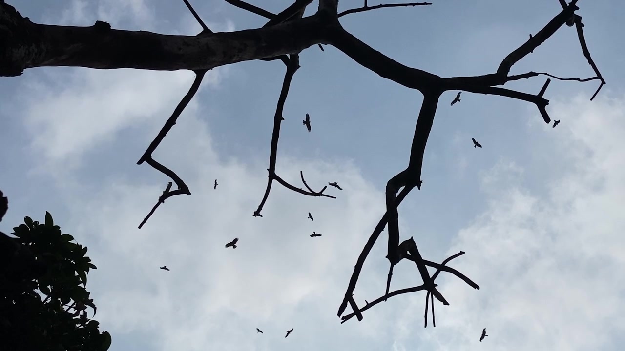 Uccelli spazzini che volano nel cielo sopra rami spogli e inquietanti, ripresa in silhouette guardando in alto.