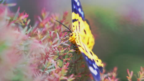 Yellow-False-tiger-moth-with-spread-wings-sitting-on-bush-twig-in-wind