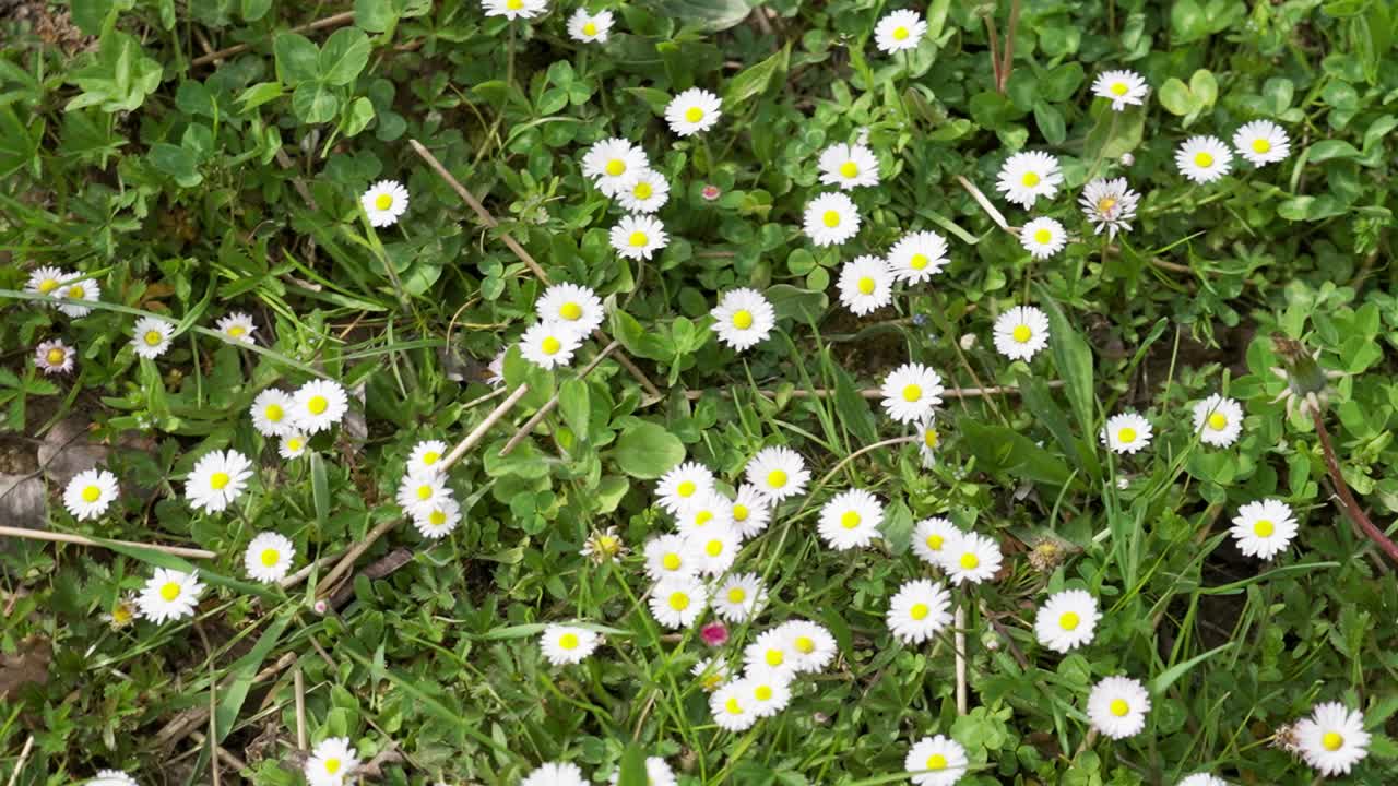 Small white daisies blooming on a green grassy field