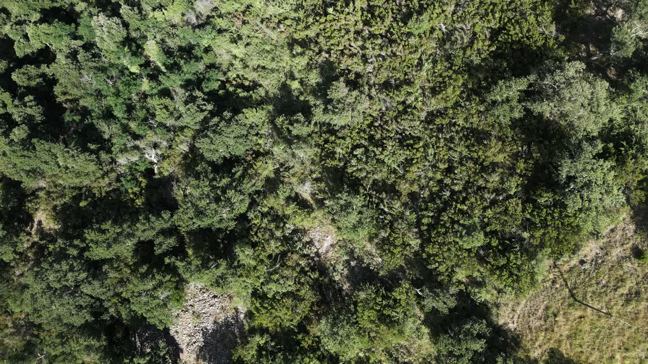 vista aérea de un denso bosque