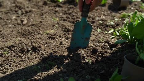 dig up the ground to plant cucumber.