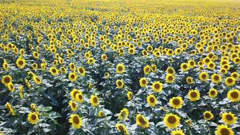 field of blooming sunflowers on a background sunset