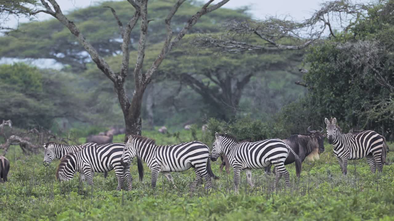Slow Motion Zebra Herd in Tanzania in Africa in Forest and Tree Scenery in Serengeti, Large Herd of Lots of Zebras during Migration, Migrating in Serengeti National Park on African Animals Safari